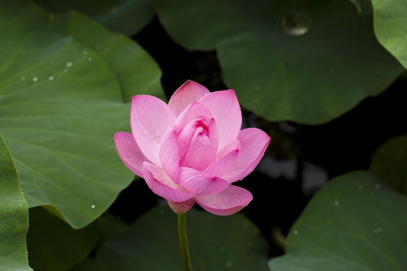 Lotus pose